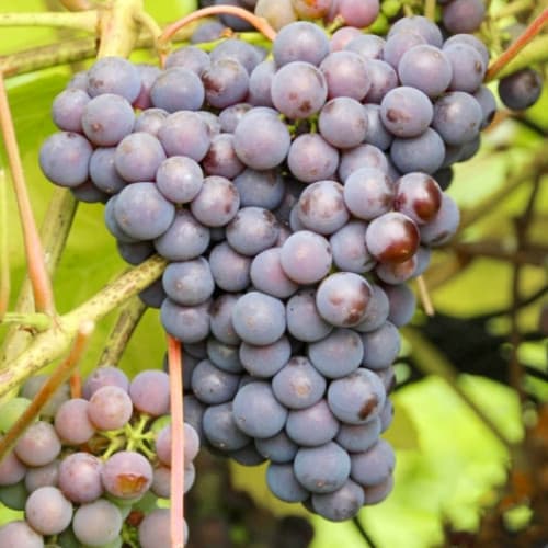 Вирощування та використання винограду Ізабелла