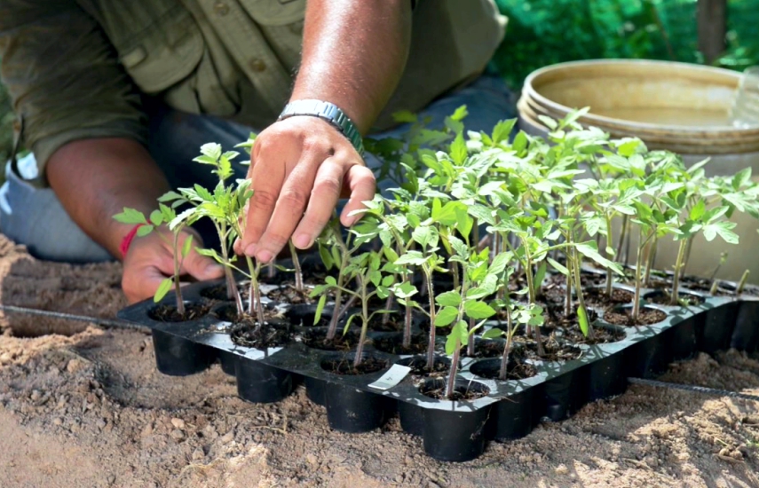 Як правильно підготувати ґрунт для посадки помідорів у травні