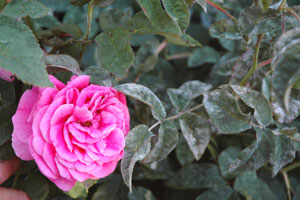 На розе белый налет на листьях фото 1