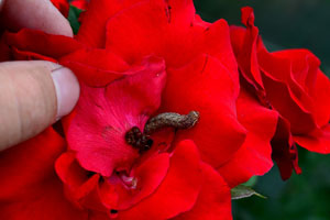Как избавиться от гусениц на розах фото 1