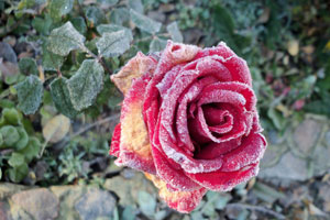 Как избавиться от мучнистой росы на розах фото 1